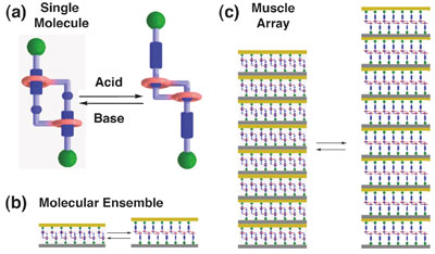 The simple chemically powered contraction  and extension of a linear molecular muscle